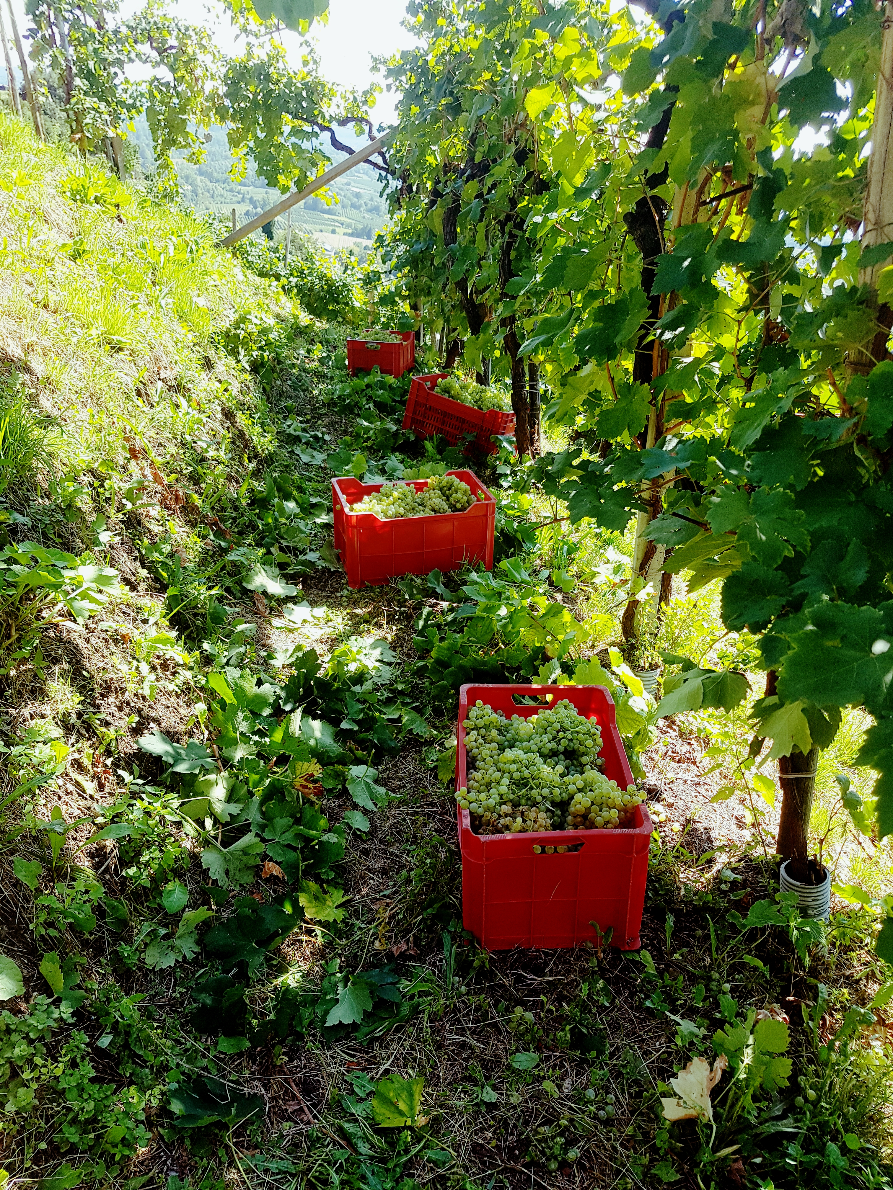 Vendemmia 2018!